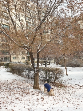 Songpa-dong Apartment (High-Rise)